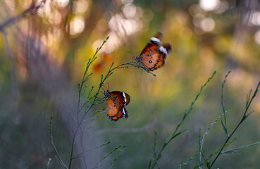 Macro shots, Beautiful nature scene. Closeup beautiful butterfly sitting on the flower in a summer garden.
