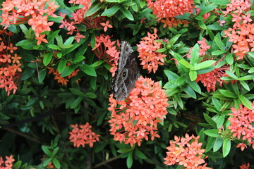 Butterfly on a Flower