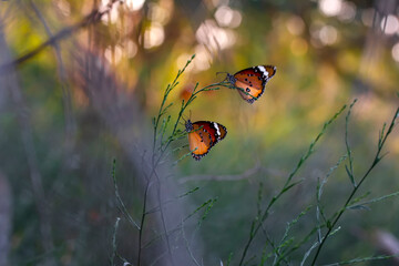 Macro shots, Beautiful nature scene. Closeup beautiful butterfly sitting on the flower in a summer garden.
