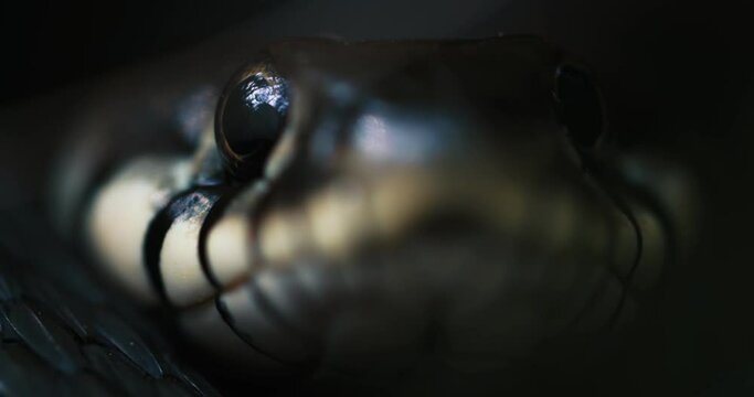 Dice Snake Swims through Marshes of Swamp Thickets and Algae. Natrix