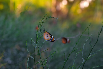 Beautiful monarch butterflies, Danaus chrysippus flying over summer flowers