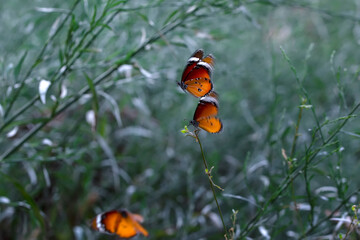 Fototapeta na wymiar Beautiful monarch butterflies, Danaus chrysippus flying over summer flowers