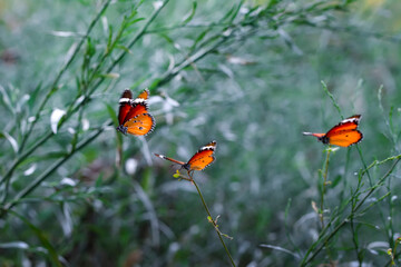 Beautiful monarch butterflies, Danaus chrysippus flying over summer flowers