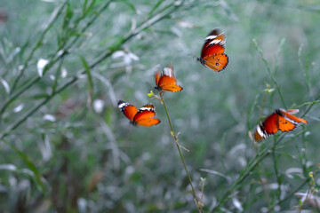 Beautiful monarch butterflies, Danaus chrysippus flying over summer flowers