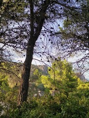 Obraz premium Nice pine landscape on the mountain