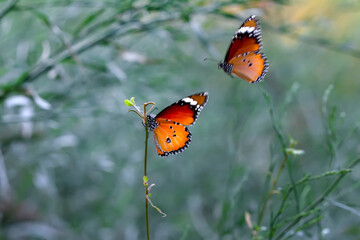 Beautiful monarch butterflies, Danaus chrysippus flying over summer flowers