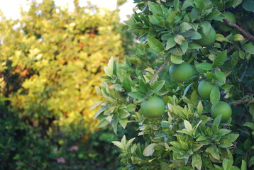 Unripe Oranges on Orange Tree