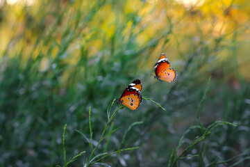 Beautiful monarch butterflies, Danaus chrysippus flying over summer flowers