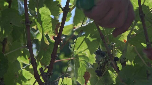 A farmer cuts a grape from a green vine with a razor