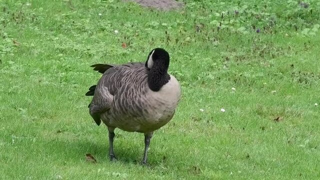 Kanadagans im Ruhrgebiet, Deutschland. Gans putzt sich im Park.