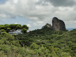 tree in the mountains