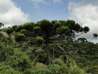 pine tree in the mountains