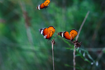 Beautiful monarch butterflies, Danaus chrysippus flying over summer flowers