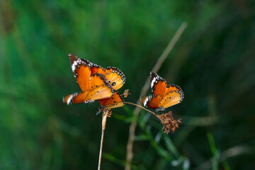 Beautiful monarch butterflies, Danaus chrysippus flying over summer flowers