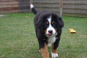 Baby Bernersennenhund