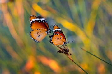 Beautiful monarch butterflies, Danaus chrysippus flying over summer flowers