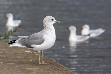 Profile of Adult Common Gull in Non-Breeding Plumage Standing