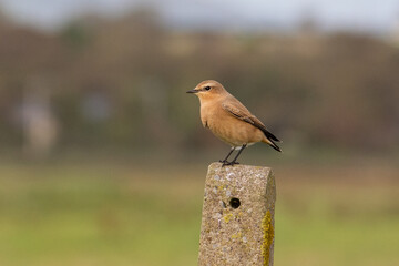 Wheatear Bird Standing on a Post in Profile