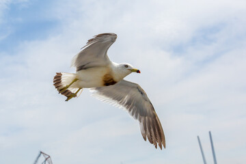 Hungry Pacific seagulls fly after the boat and catch bread crumbs. Sea gulls fly against the blue sky into the sea.