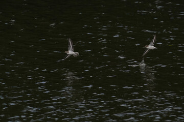 sandpiper in flight