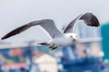 Hungry Pacific seagulls fly after the boat and catch bread crumbs. Sea gulls fly against the blue sky into the sea.