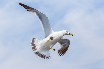 Hungry Pacific seagulls fly after the boat and catch bread crumbs. Sea gulls fly against the blue sky into the sea.