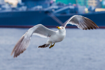 Hungry Pacific seagulls fly after the boat and catch bread crumbs. Sea gulls fly against the blue sky into the sea.