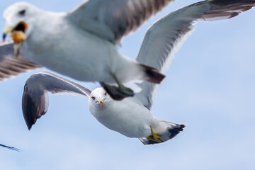 Hungry Pacific seagulls fly after the boat and catch bread crumbs. Sea gulls fly against the blue sky into the sea.