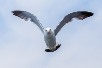 Hungry Pacific seagulls fly after the boat and catch bread crumbs. Sea gulls fly against the blue sky into the sea.