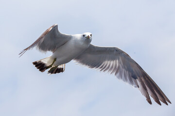Hungry Pacific seagulls fly after the boat and catch bread crumbs. Sea gulls fly against the blue sky into the sea.