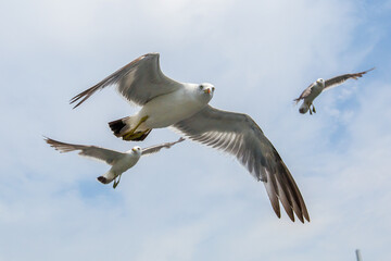 Hungry Pacific seagulls fly after the boat and catch bread crumbs. Sea gulls fly against the blue sky into the sea.