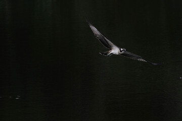 osprey in flight