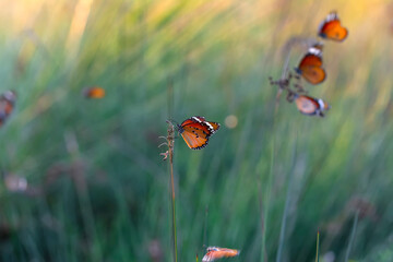 Beautiful monarch butterflies, Danaus chrysippus flying over summer flowers