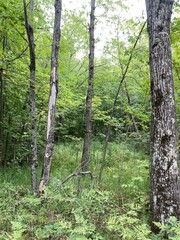 Obraz premium Scenic Minnesota Landscape in the Summer Time