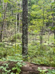 Obraz premium Scenic Minnesota Landscape in the Summer Time