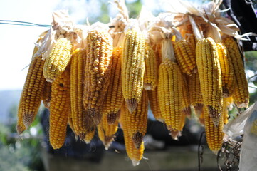 Beautiful  yellow corn hanging on rope with natural organic concept.