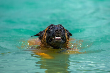 Young female of belgian shepherd dog swimming in the water