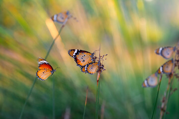 Beautiful monarch butterflies, Danaus chrysippus flying over summer flowers