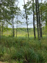 Scenic Minnesota Landscape in the Summer Time