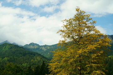 Yellow coloured leaved tree in the mountains