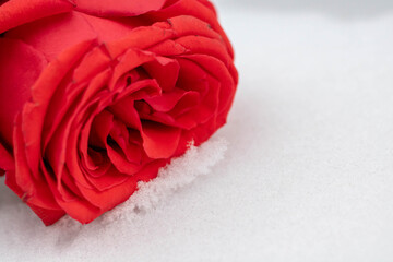 Red rose on a snowy surface on a winter day surrounded by small leaves. Rose in the snow outdoors on a winter day. A flower in the snow on a sunny day.