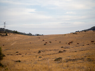 Fototapeta na wymiar Toros bravos en un campo verde con montañas en el fondo