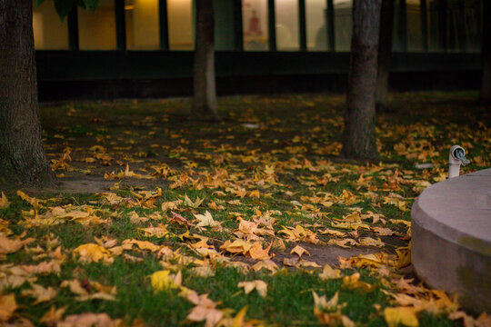 autumn in the park