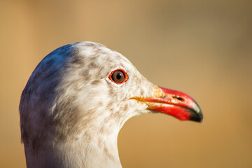 portrait of a goose