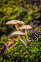 Fototapeta premium Mushroom Trio