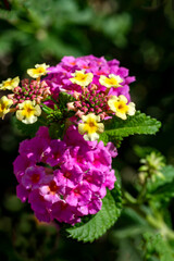 Lantana, Purple And Yellow