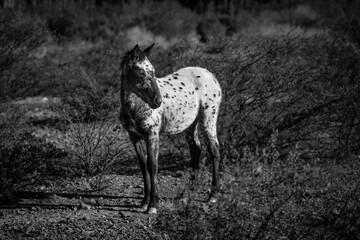 black and white horse