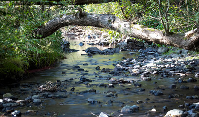 Die Emsbach. Etwas Natur