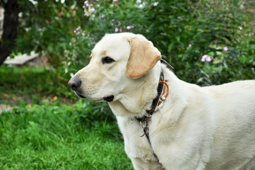Naklejka na ściany i meble Beautiful, smiling Labrador on a summer background. Pedigree dog.