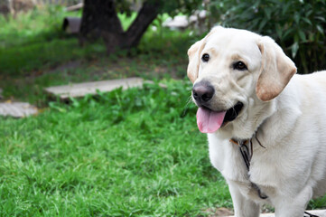 Beautiful, smiling Labrador on a summer background. Pedigree dog.
